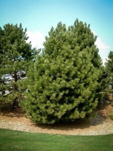 Сосна Чёрная (Pinus Nigra) купить по цене от 270.00р. в интернет-магазине «Посадика» с доставкой почтой в в Ардоне и по всей России – [изображение №1].