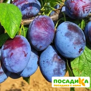 Слива Чачакская ранняя купить по цене от 229.00р. в интернет-магазине «Посадика» с доставкой почтой в в Ардоне и по всей России – [изображение №1].