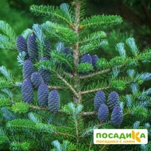 Пихта корейская (Abies koreana) купить по цене от 450.00р. в интернет-магазине «Посадика» с доставкой почтой в в Ардоне и по всей России – [изображение №1].