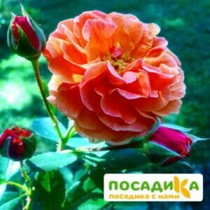 Роза Арабия купить по цене от 350.00р. в интернет-магазине «Посадика» с доставкой почтой в в Ардоне и по всей России – [изображение №1].