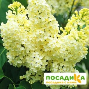 Сирень Примроуз (Primrose) купить по цене от 529.00р. в интернет-магазине «Посадика» с доставкой почтой в в Ардоне и по всей России – [изображение №1].