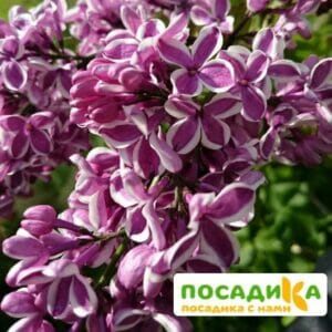 Сирень Сенсация купить по цене от 529.00р. в интернет-магазине «Посадика» с доставкой почтой в в Ардоне и по всей России – [изображение №1].