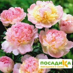 Пион Распберри Сандей (Paeonia Raspberry Sundae) купить по цене от 959р. в интернет-магазине «Посадика» с доставкой почтой в в Ардоне и по всей России – [изображение №1].