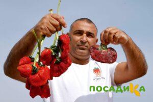Клубника Гигант Джорнея купить по цене от 266р. в интернет-магазине «Посадика» с доставкой почтой в в Ардоне и по всей России – [изображение №1].