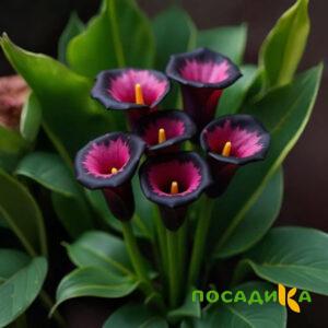 Калла Аура Лейс купить по цене от 400р. в интернет-магазине «Посадика» с доставкой почтой в в Ардоне и по всей России – [изображение №1].
