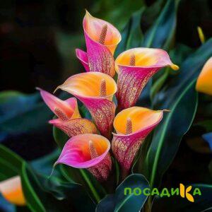 Калла Оникс купить по цене от 450р. в интернет-магазине «Посадика» с доставкой почтой в в Ардоне и по всей России – [изображение №1].