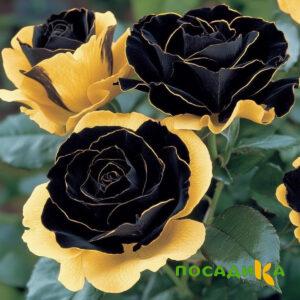 Роза Ханни Сикл купить по цене от 700р. в интернет-магазине «Посадика» с доставкой почтой в в Ардоне и по всей России – [изображение №1].