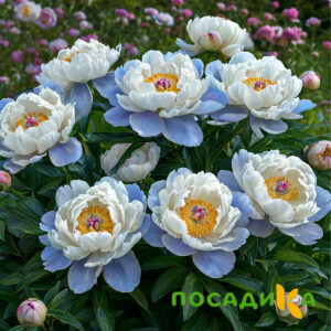 Пион акварельный Этюд купить по цене от 806р. в интернет-магазине «Посадика» с доставкой почтой в в Ардоне и по всей России – [изображение №1].