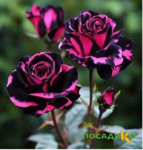 Роза Багровый Шепот купить по цене от 366р. в интернет-магазине «Посадика» с доставкой почтой в в Ардоне и по всей России – [изображение №1].