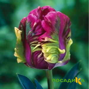 Тюльпан Экзотик Хэвен купить по цене от 186р. в интернет-магазине «Посадика» с доставкой почтой в в Ардоне и по всей России – [изображение №1].