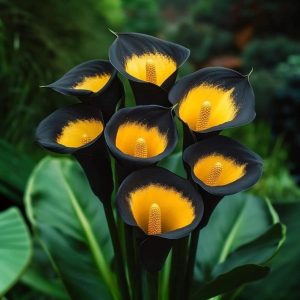 Калла Легато купить по цене от 620р. в интернет-магазине «Посадика» с доставкой почтой в в Ардоне и по всей России – [изображение №1].