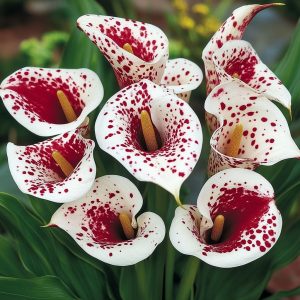 Калла Эмпайр купить по цене от 302р. в интернет-магазине «Посадика» с доставкой почтой в в Ардоне и по всей России – [изображение №1].