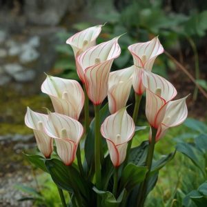 Калла Глейшер купить по цене от 299р. в интернет-магазине «Посадика» с доставкой почтой в в Ардоне и по всей России – [изображение №1].