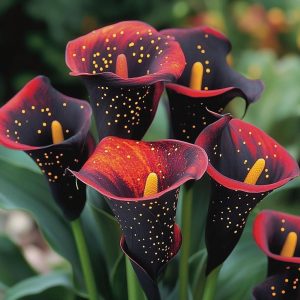 Калла Нуар купить по цене от 299р. в интернет-магазине «Посадика» с доставкой почтой в в Ардоне и по всей России – [изображение №1].