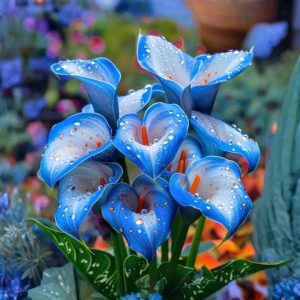 Калла Портрейт купить по цене от 292р. в интернет-магазине «Посадика» с доставкой почтой в в Ардоне и по всей России – [изображение №1].