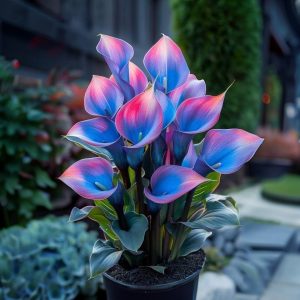 Калла Импрессия купить по цене от 590р. в интернет-магазине «Посадика» с доставкой почтой в в Ардоне и по всей России – [изображение №1].