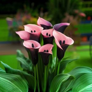 Калла Энигма купить по цене от 291р. в интернет-магазине «Посадика» с доставкой почтой в в Ардоне и по всей России – [изображение №1].