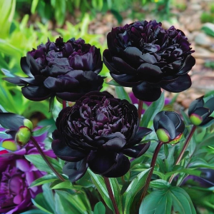 Пион Королевский Бархат купить по цене от 419р. в интернет-магазине «Посадика» с доставкой почтой в в Ардоне и по всей России – [изображение №1].