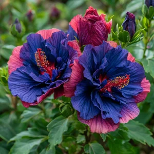 Гибискус Роуз Шайн купить по цене от 360р. в интернет-магазине «Посадика» с доставкой почтой в в Ардоне и по всей России – [изображение №1].