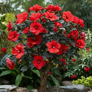 Гибискус Миднайт Роуз купить по цене от 269р. в интернет-магазине «Посадика» с доставкой почтой в в Ардоне и по всей России – [изображение №1].