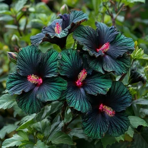 Гибискус Пикок Плюм купить по цене от 490р. в интернет-магазине «Посадика» с доставкой почтой в в Ардоне и по всей России – [изображение №1].