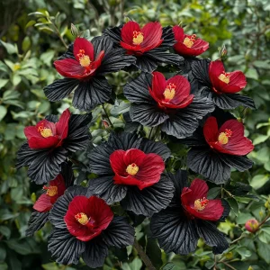 Гибискус Ройял Афеа купить по цене от 460р. в интернет-магазине «Посадика» с доставкой почтой в в Ардоне и по всей России – [изображение №1].