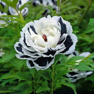 Пион Монохромный Шик купить по цене от 429р. в интернет-магазине «Посадика» с доставкой почтой в в Ардоне и по всей России – [изображение №1].