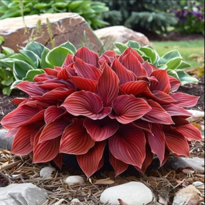 Хоста Рэд Эйнджл купить по цене от 549р. в интернет-магазине «Посадика» с доставкой почтой в в Ардоне и по всей России – [изображение №1].