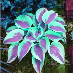 Хоста Висперин Бьюти купить по цене от 379р. в интернет-магазине «Посадика» с доставкой почтой в в Ардоне и по всей России – [изображение №1].